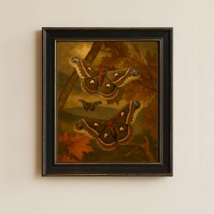 Framed Cecropia Moth Print  • Vintage Moth Wall Decor • Silkmoth Insect Illustration • 8x10