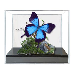 REAL - Handcrafted Papilio ulysses, the Ulysses butterfly Diorama - Real Specimen in 6x8x6 Acrylic Frame - RARE