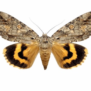 May include: A moth with spread wings featuring intricate gray, brown, and tan mottled patterns on the upper wings. The lower wings display a vibrant yellow band bordered by a thick black arc. The body is covered in fine, light brown hair-like scales.