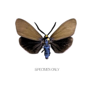 Ctenucha virginica / Virginia Ctenucha Moth / Mounted Specimen / Collector Quality