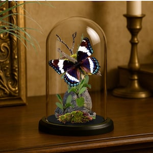 Puede incluir: Una mariposa con alas negras, blancas y azules se exhibe bajo una campana de cristal. La mariposa descansa sobre una pequeña rama, encima de un paisaje en miniatura de rocas, musgo y vegetación, sobre una base negra.