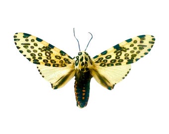 Hypercompe scribonia / Giant Leopard Moth / Mounted Specimen / Collector Quality