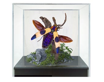 Diorama de escarabajo tropical metálico azul y amarillo real - 6x6x6 pulgadas