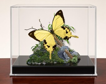 May include: A large yellow and black butterfly specimen mounted on a textured branch within a clear acrylic display case. The base features green moss, small grey rocks, and thin twigs, all set upon a solid black rectangular platform base.