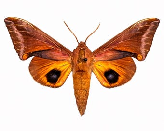 RARO - Paonias astylus - VERA falena sfinge del mirtillo, esemplare impalato - USA