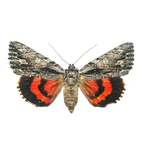 Catocala coccinata / Scarlet Underwing Moth / Mounted Specimen / Collector Quality