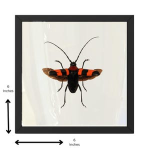 Echter Pavieia superba Käfer – 6x6 Shadowbox Display