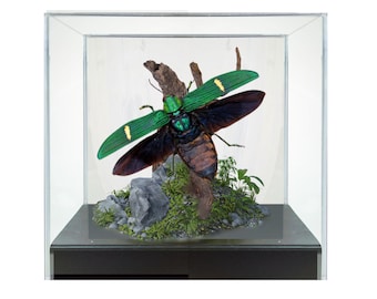 Diorama de escarabajo tropical metálico azul/verde real - 6x6x6 pulgadas