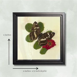 Real Butterfly - Framed Botanical & Insect Diorama - Natural History Decor - Vintage Aesthetic - Entomology Art -Mimathyma nycteis 6x6x2 in
