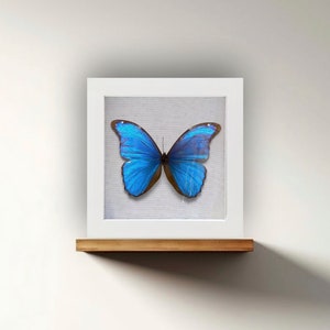 REAL Morpho didius, the giant blue morpho 6x6x1  Inch shadowbox diorama
