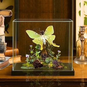 Real Luna Moth Diorama USA Saturniidae  - 6x8x6 in  #2
