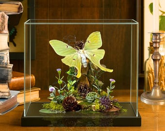 Real Luna Moth Diorama USA Saturniidae  - 6x8x6 in  #2