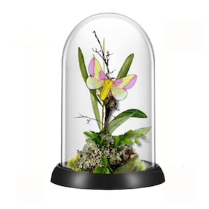 REAL - Moth Diorama -6X4 Inch Dome Diorama - Rosy Maple USA Saturniidae