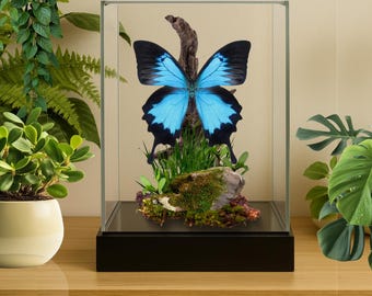 2匹のアゲハチョウ（Papilio ulysses） | A1サイズ（未組立） | 乾燥