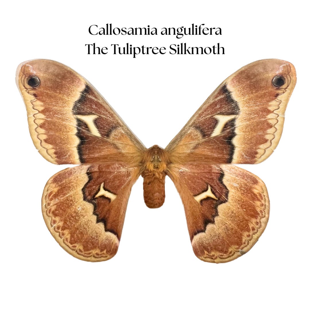 Tulip Tree Silk Moth (callosamia Angulifera) LARGE – REAL Brown and ...