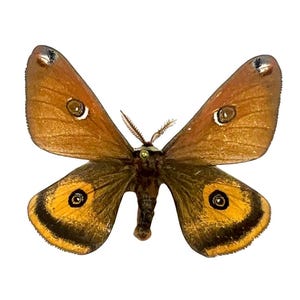 Saturnia walterorum Male – REAL MOTH Mounted with Full Data (California Origin) - USA Saturniidae