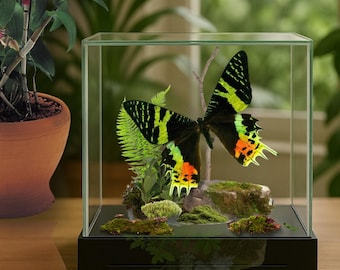 Vera falena - Falena del tramonto del Madagascar (Chrysiridia rhipheus), diorama di storia naturale 6x6x6