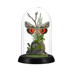 REAL - Moth Diorama -6X4 Inch Dome Diorama - Catocala ilia USA Underwing Moth
