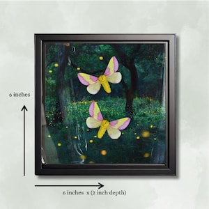 Dryocampa rubicunda – REAL Pink Rosy Maple Moth, 2 Mounted Specimens - ShadowBox