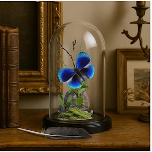 South American Butterfly Cloche / Asterope leprieuri / Rare Butterfly Display / 6x4