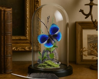 1 A-1 Mesotopus Tarandus 48mm Cameroon Male Lucanid Stag Beetle