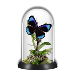 REAL - South America Butterfly Diorama -6X4 Inch Dome Diorama - Eunica eurota
