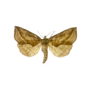 Calyptra canadensis / North American Vampire Moth / Mounted Specimen / Collector Quality