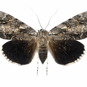 Catocala retecta / Retect Underwing Moth / Mounted Specimen / Collector Quality