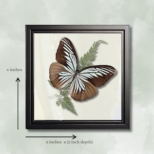 Real Butterfly - Framed Botanical & Insect Diorama - Natural History Decor - Vintage Aesthetic - Entomology Art - Pareronia tritaea 6x6x2 in