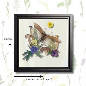 Real insect - Framed Botanical & Insect Diorama, Natural History Decor, Vintage Aesthetic - Entomology Art -Mecopoda elongata 9x9x2