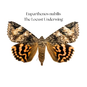 Euparthenos nubilis / Locust Underwing Moth / Mounted Specimen / Collector Quality