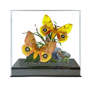 Real Io Moth Pair Diorama – 6x8x6 inch Display with Male and Female Specimens – North American Moths