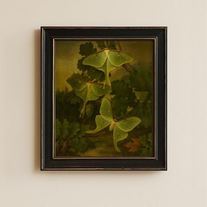 Framed Luna Moth Print  • Vintage Moth Wall Decor • SilkMoth Insect Illustration • 8x10