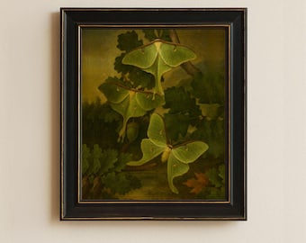 Puede incluir: Pintura enmarcada con tres polillas luna verdes posadas en ramas de roble. La obra de arte tiene un fondo oscuro con una escena de bosque y está encerrada en un marco negro con ribete dorado. Las polillas tienen delicados diseños de alas.