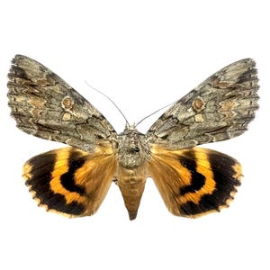 Catocala neogama / Neogama Underwing Moth / Mounted Specimen / Collector Quality