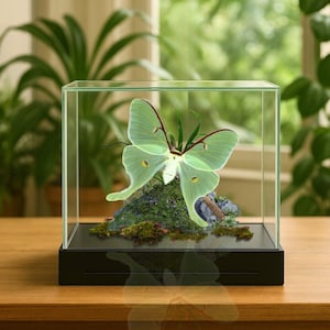 Real Luna Moth Diorama USA Saturniidae  - 6x8x6 in    