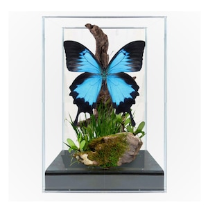Real Ulysses Swallowtail Butterfly Diorama / Rare Blue Butterfly Display / Natural History Diorama / 8x4x5