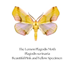 Plagodis serinaria / Lemon Plagodis Moth / Mounted Specimen / Collector Quality