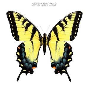 May include: A detailed image of a yellow butterfly with black and blue markings. The butterfly's wings are spread wide, revealing its intricate patterns. The text "SPECIMEN ONLY" is at the top. Perfect for nature-inspired artwork or educational materials.
