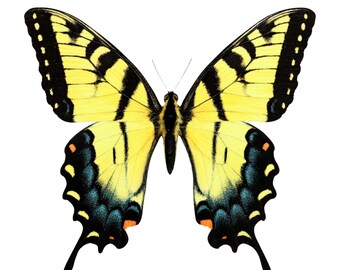 25 A-1 Homoderus Gladiator Cameroon 35-43mm, Large Lucanid Stag