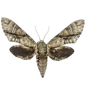 Manduca jasminearum – Mariposa Esfinge de Freixo REAL, Espécime Montado - EUA