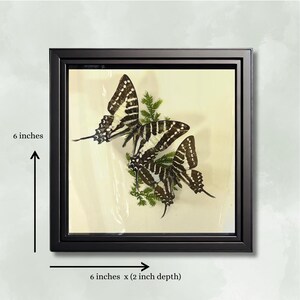Real Butterfly - Framed Botanical & Insect Diorama - Natural History Decor - Vintage Aesthetic - Entomology Art - Polyura narcca 6x6x2 in