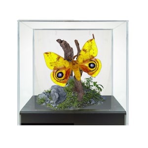 REAL Male Io Moth Diorama- Automeris io – 6x6x6 in Display – Vibrant Yellow Saturniid from the USA