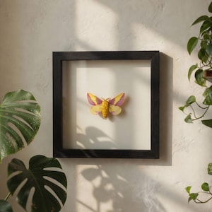 Könnte beinhalten: Ein gerahmtes Exemplar eines Schmetterlings mit gelben und rosa Flügeln. Der Schmetterling befindet sich in einem schwarzen quadratischen Rahmen vor einem weißen Hintergrund. Der Rahmen ist an einer hellen Wand montiert, mit grünen Pflanzen im Hintergrund.