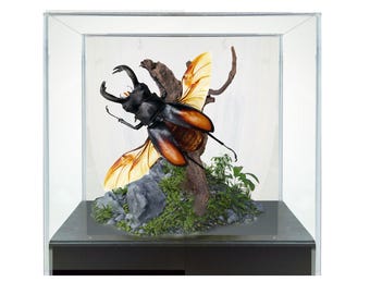 Diorama de escarabajo ciervo real - 5x5x5 pulgadas
