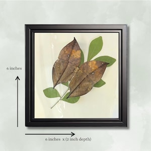 Real Butterfly - Framed Botanical & Insect Diorama - Natural History Decor - Vintage Aesthetic - Entomology Art - Kallima inachus 6x6x2 in