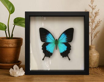 PRAWDZIWY motyl paziowaty Ulysses – 9x9 Shadowbox (Papilio ulysses)