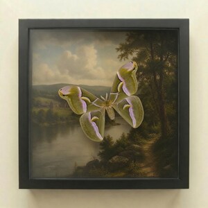 May include: A framed wall art piece featuring a large moth with pale green and lavender wings centered over a landscape painting of a river, trees, and hills under a cloudy sky. The artwork is enclosed in a simple black square frame.