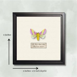 Dryocampa rubicunda – REAL Pink Rosy Maple Moth, Mounted Specimen - ShadowBox