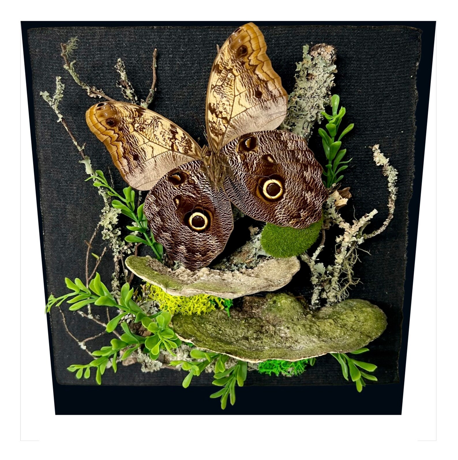 REAL - LARGE Owl Butterfly Diorama -11X11X5 Inch Shadowbox Diorama ...